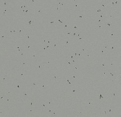 Forbo Sphera Energetic 50216 pigeon фото 1 | FLOORDEALER